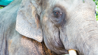 Meanwhile, Two Drunk Elephants Went Jogging in Siberia